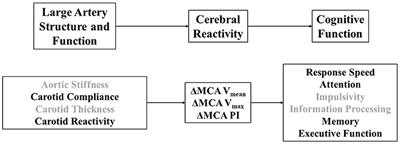 Exploration of cerebral hemodynamic pathways through which large artery function affects neurovascular coupling in young women